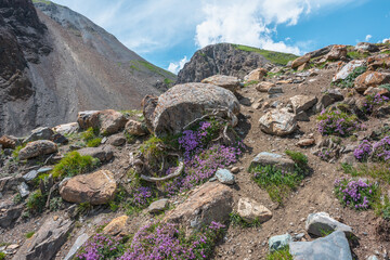 Beautiful pink thyme wildflowers group among stones and roots. Vivid pink thymus flowers bloom on rocks in sunny day. Colorful lush flowering area in high mountains. Rich alpine flora on stony hill. - 791639521