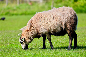 Dutch sheep on pasture. A farmland landscape in Holland. The farm is near Delft city. Delfgauw is a...