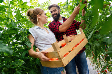 Successful farm family, couple engaged in growing of organic vegetables in hothouse, tomato