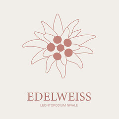 Flower design of hand-drawn flower Edelweiss logo