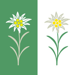 Edelweiss flower logo. Isolated edelweiss on white background
