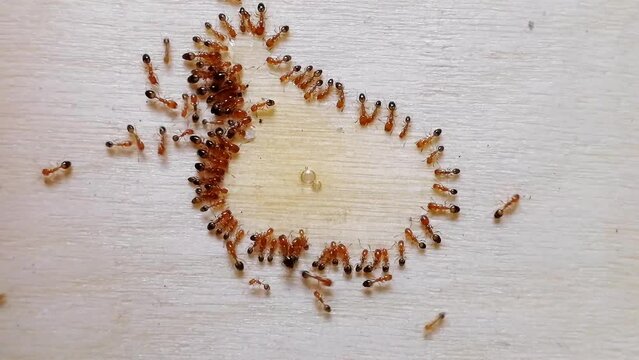 Red fire ants are eating natural honey over wooden board. Feeding the colonies of ants in the morning as symbol of kindness
