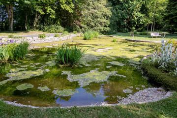 Ecosystème et zone humide - bassin d'agrément avec des plantes d'eau dans une clairière dans un parc botanique