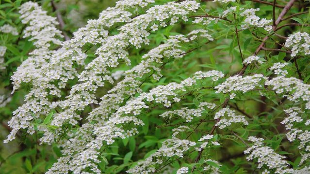 Spiraea arguta is a deciduous shrub grown for its generous displays of white flowers borne during spring. Its upright habit makes it effective as a flowering hedge.
