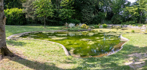 Ecosystème et zone humide - bassin d'agrément avec des plantes d'eau dans une clairière dans un parc botanique - obrazy, fototapety, plakaty