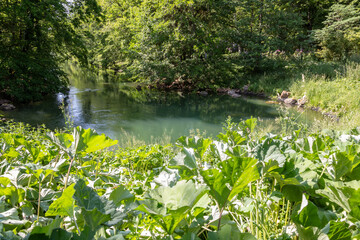 Ecosystème et zone humide - résurgence d'une rivière dans un parc botanique