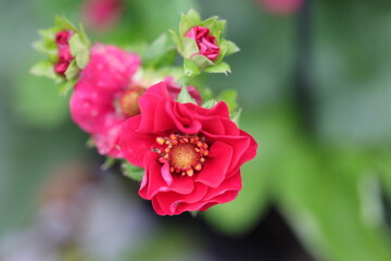Belle fleur de fraise rouge détaillée
