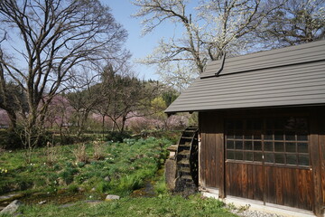 水車小屋と満開の桜