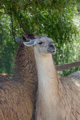 Fototapeta premium Closeup of a llama in Jujuy, Argentina.