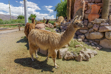Fototapeta premium Group of llamas on a farm in Uquia, province of Jujuy, Argentina.