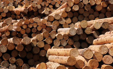 Pile of stacked debarked tree trunks stored at a sawmill in the Eifel forest in Europe