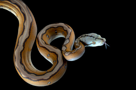 Reticulatus python morph albino motley orange&nbsp;glow, Reticulatus python snake, Reticulatus python  closeup on black backkground