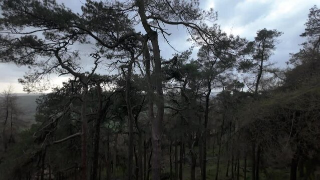 Pine woodland at The Roaches in the Peak District National Park