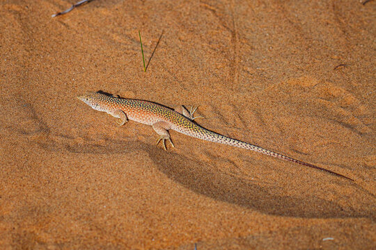 Acanthodactylus Longipes lizard in the Kyzylkum Desert, Khorezm, Uzbekistan