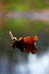 autumn leaves in water