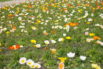 Beautiful poppy flower garden. The Expo 70 Commemorative Park, Osaka, Japan