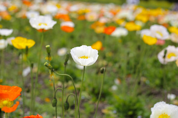 Beautiful poppy flower garden. The Expo 70 Commemorative Park, Osaka, Japan