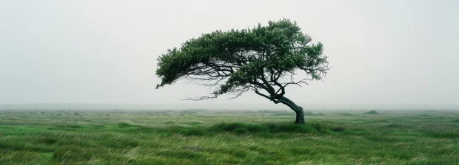 Foto op Canvas One tree swaying in the wind on an open grassland and The sky is gray and overcast © Fatema