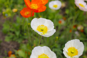 Beautiful poppy flower garden. The Expo 70 Commemorative Park, Osaka, Japan