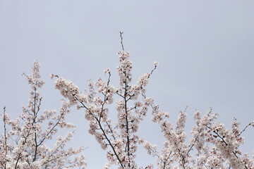 Branches of sakura flowers, cherry blossom
