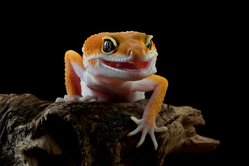Closeup head Sunglow gecko on wood, Head of sunglow gecko on isolated background