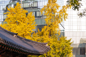 the autumn colors of  yellow ginkgo tree beside road and glass office building in Seoul city,  South Korea