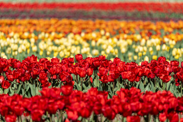 Rows of tulips fill the frame - burnside Farms Virginia