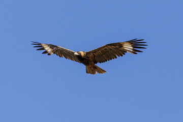 Australian Eagle (Aquila audax - Wedge-tailed Eagle) in flight against a blue sky