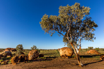 Tree standing out against the sky at the end of the day in Karlu Karlu, Australia