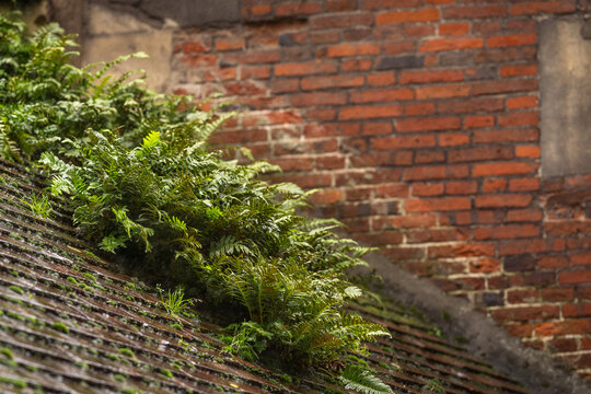 Fern growing on an old roof.  Background image for wallpaper, poster or banner design.