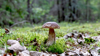 beautiful mushroom in a forest clearing on a sunny