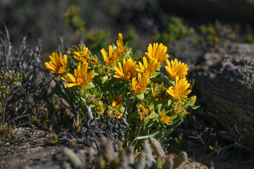 Yellow Didelta spinosa in bloom