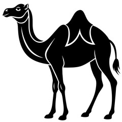 camel in desert