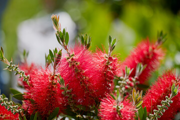 lendscape with beautifully colored flowers from a flower show.