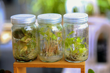 Small decoration plants in a glass bottlegarden terrarium bottle forest in a jar. Terrarium jar with piece of forest with self ecosystem in modern interior.