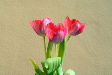 Three beautiful tulips in a sunny day
