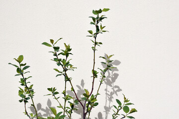 Tree twigs and their shadows on a wall, spring time. Copy space