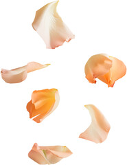 Fototapeta premium falling rose petals