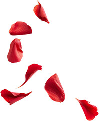 falling rose petals