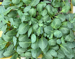 Green background of many leaves of a young plant, seedlings of cabbage, broccoli, kohlrabi,...