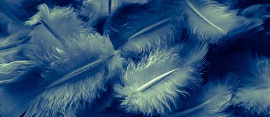 litle feather bird macro photo. texture or background