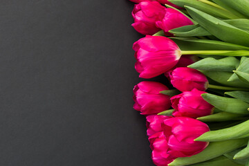 bright pink tulips lie on a black background. floral background for postcard