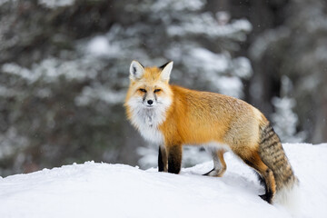 Red Fox in snow