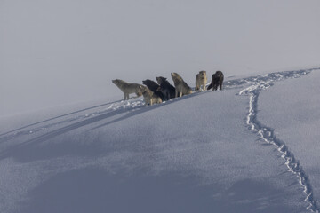 Gray Wolf pack taken in yellowstone NP in winter © Stan