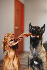 two dogs with a treat