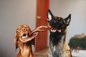 two dogs with a treat