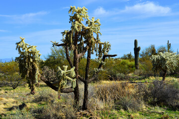 Cholla cactus, Sonora Desert, Mid Spring - 791680745