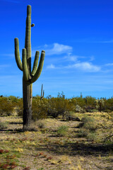 Old Saguaro Cactus Sonora desert Arizona - 791680798