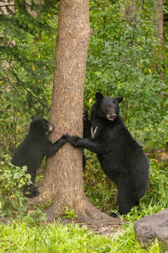 Black Bear mother and cub taken in Northern MN