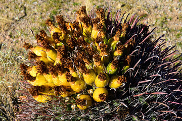 Arizona Barrel Cactus Fruit Closeup Sonora Desert Arizona - 791681712